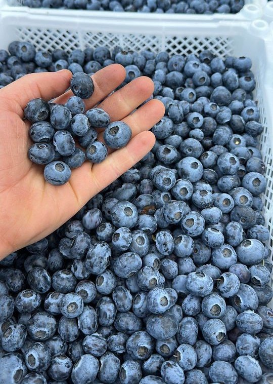 Kultuurmustikad 500 g