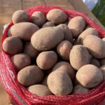 Kartul "Laura" 25 kg