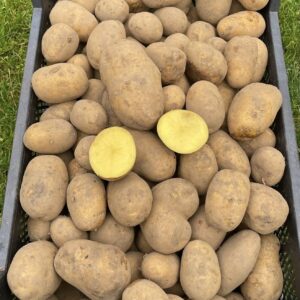 Kartul "Anuschka" 25 kg