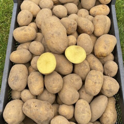 Kartul "Anuschka" 25 kg