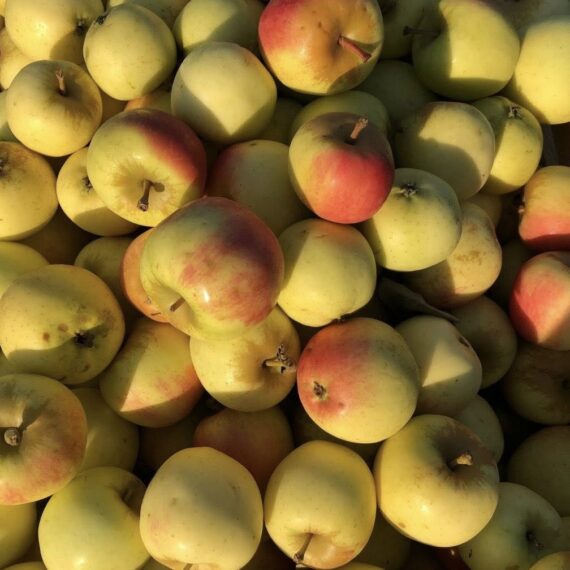 Talve õun "Tellissaare"